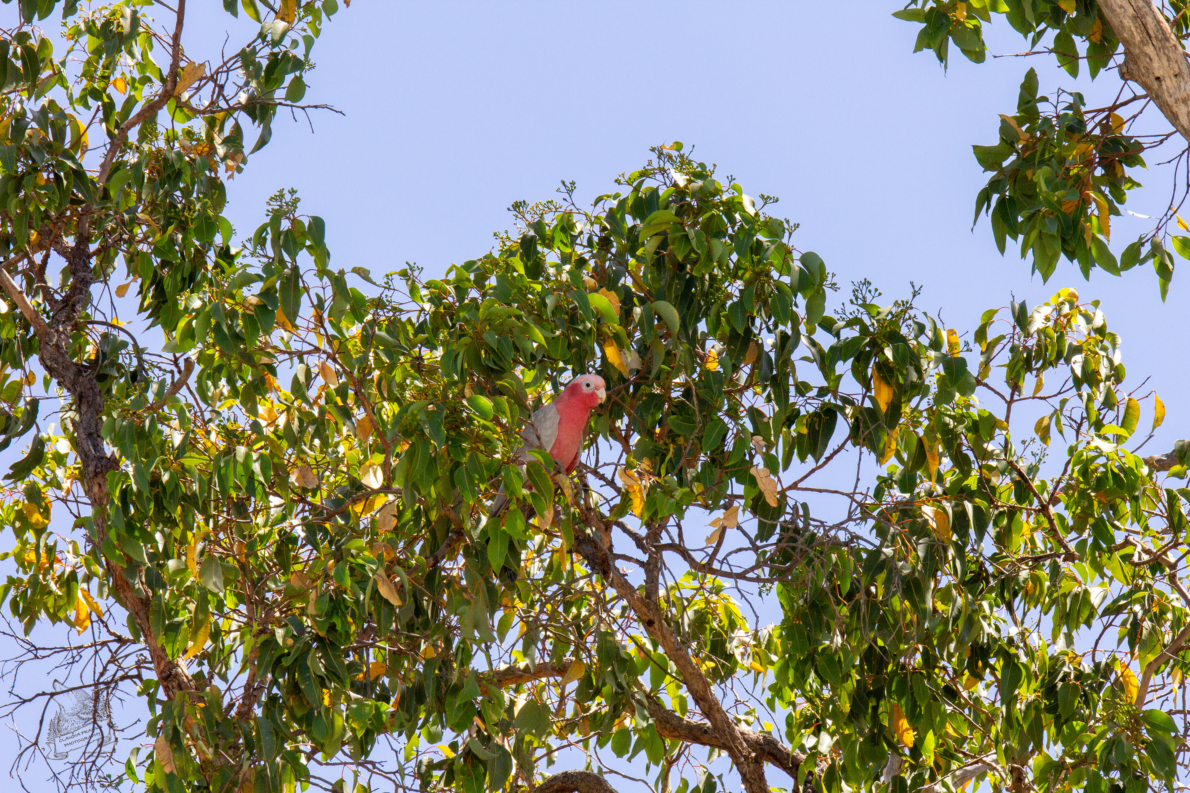 Pink & Grey parrot - AN54