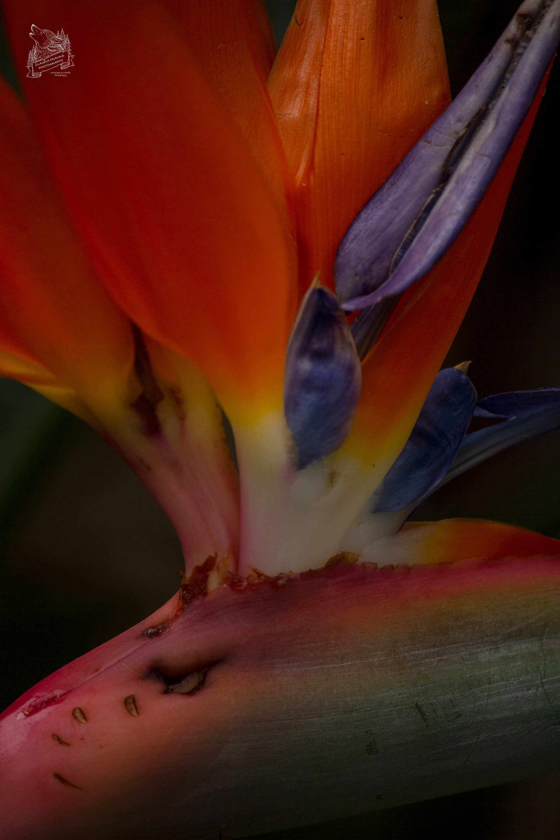 Bird of Paradise - FL59
