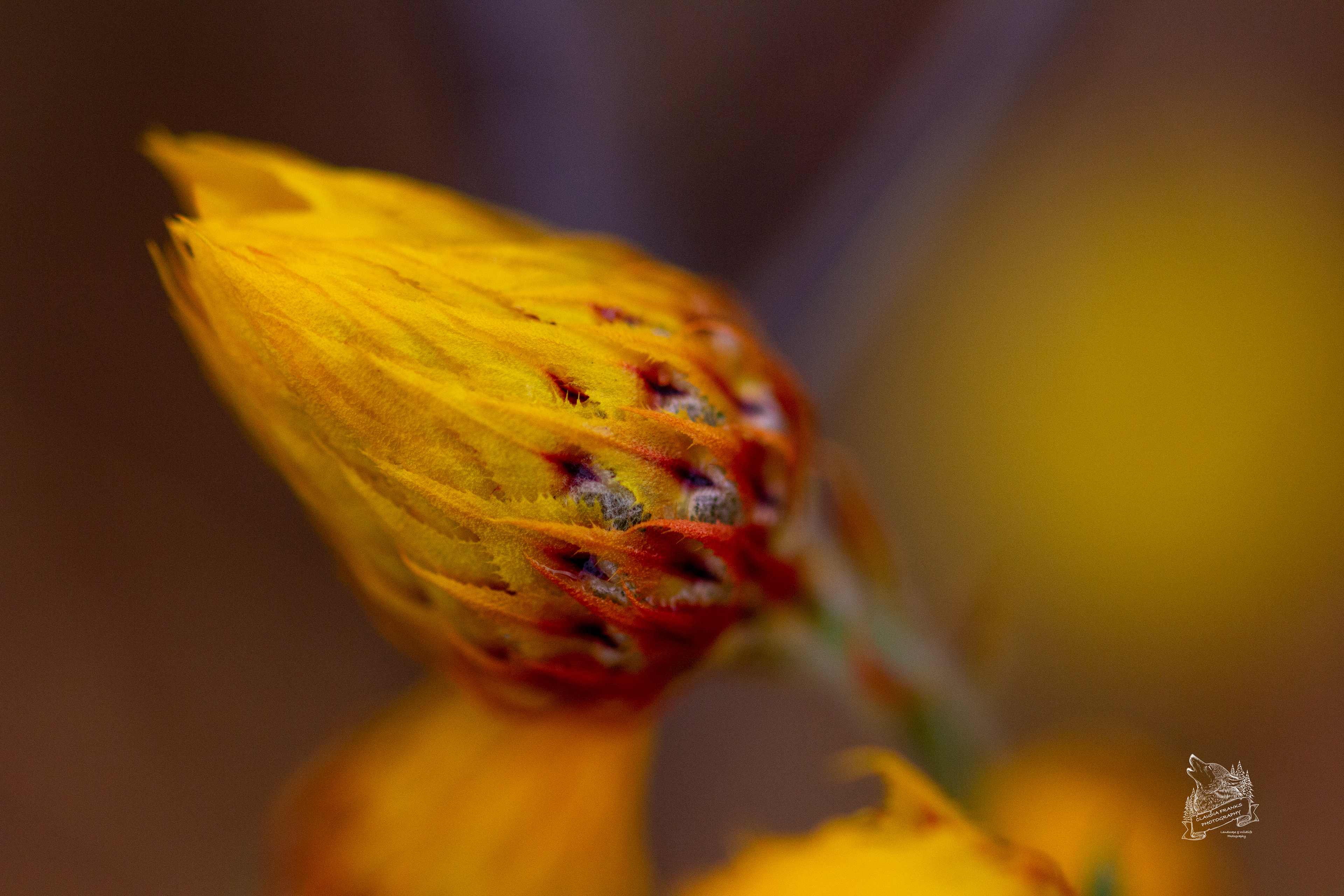 Flower Bud - FL56