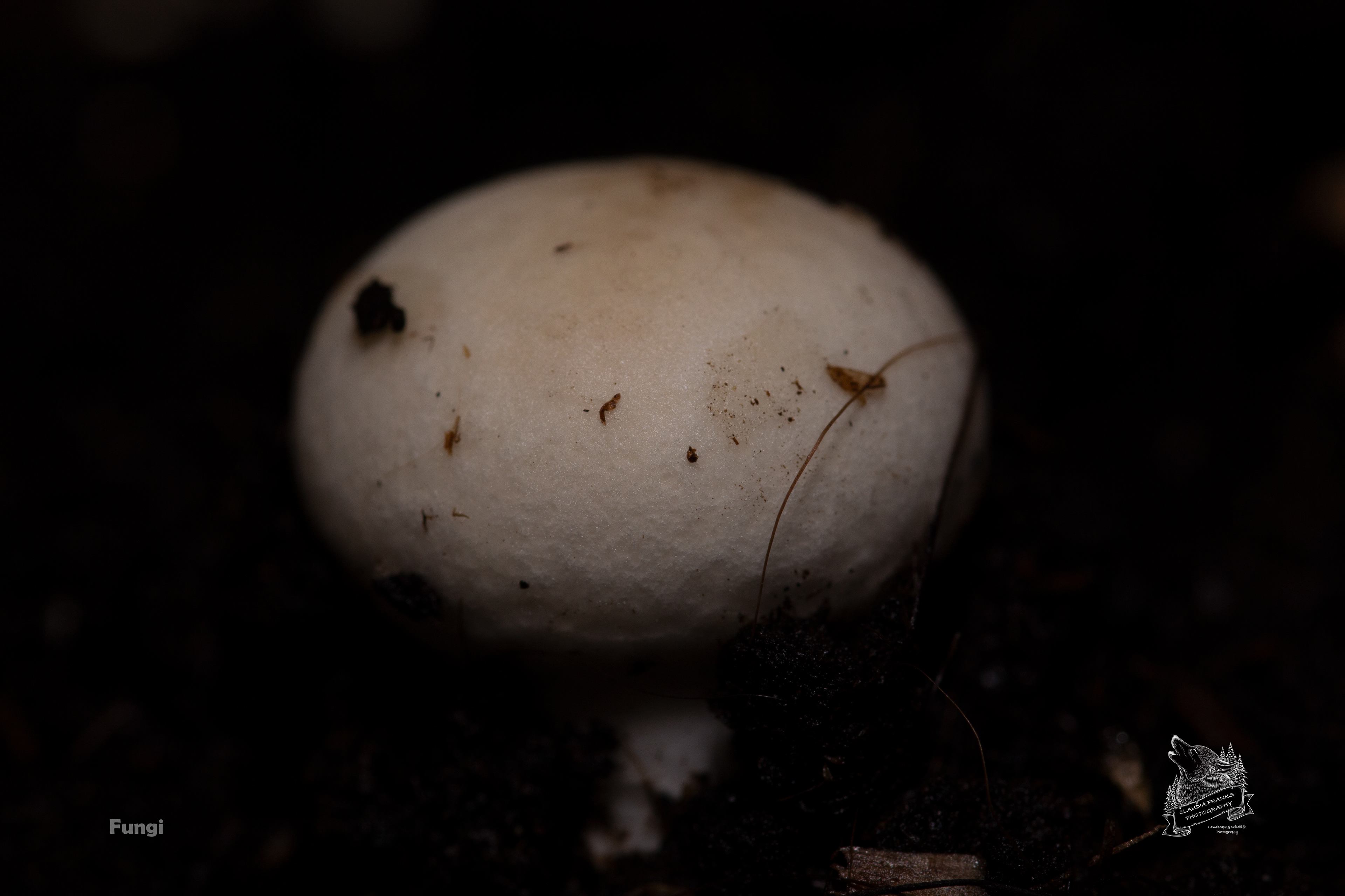 Fungi - FO3