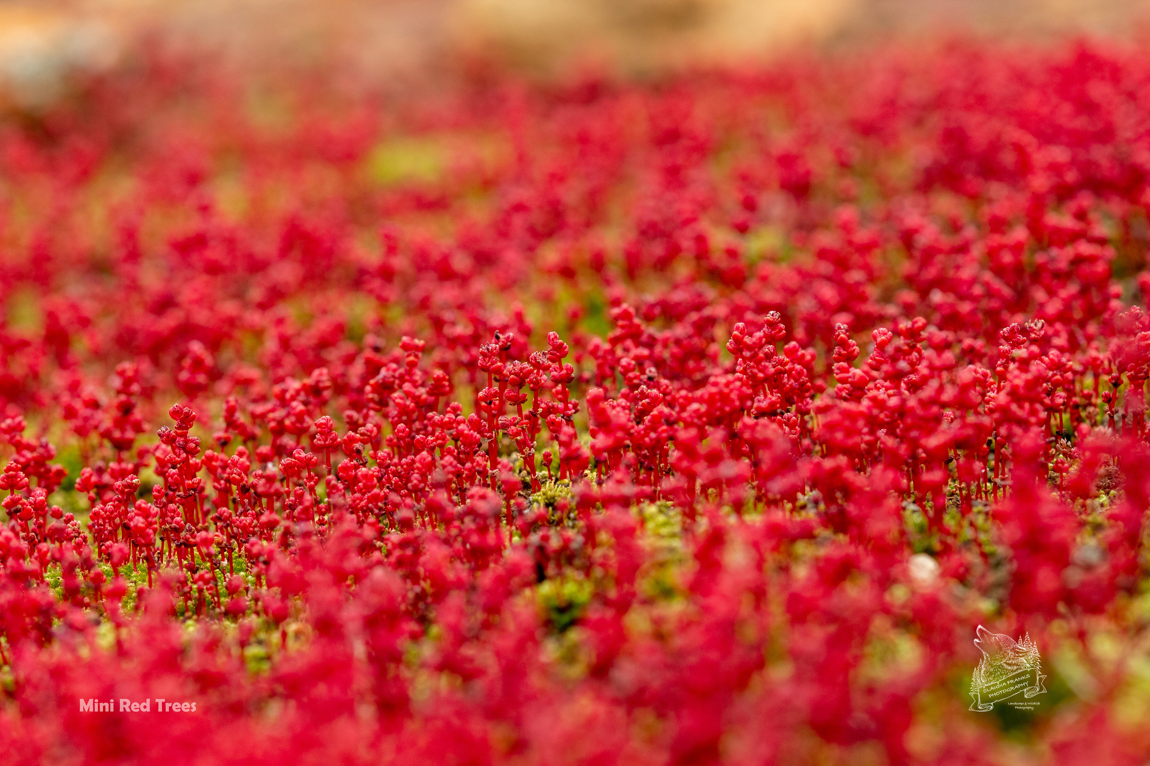 Mini Red Trees - FL50
