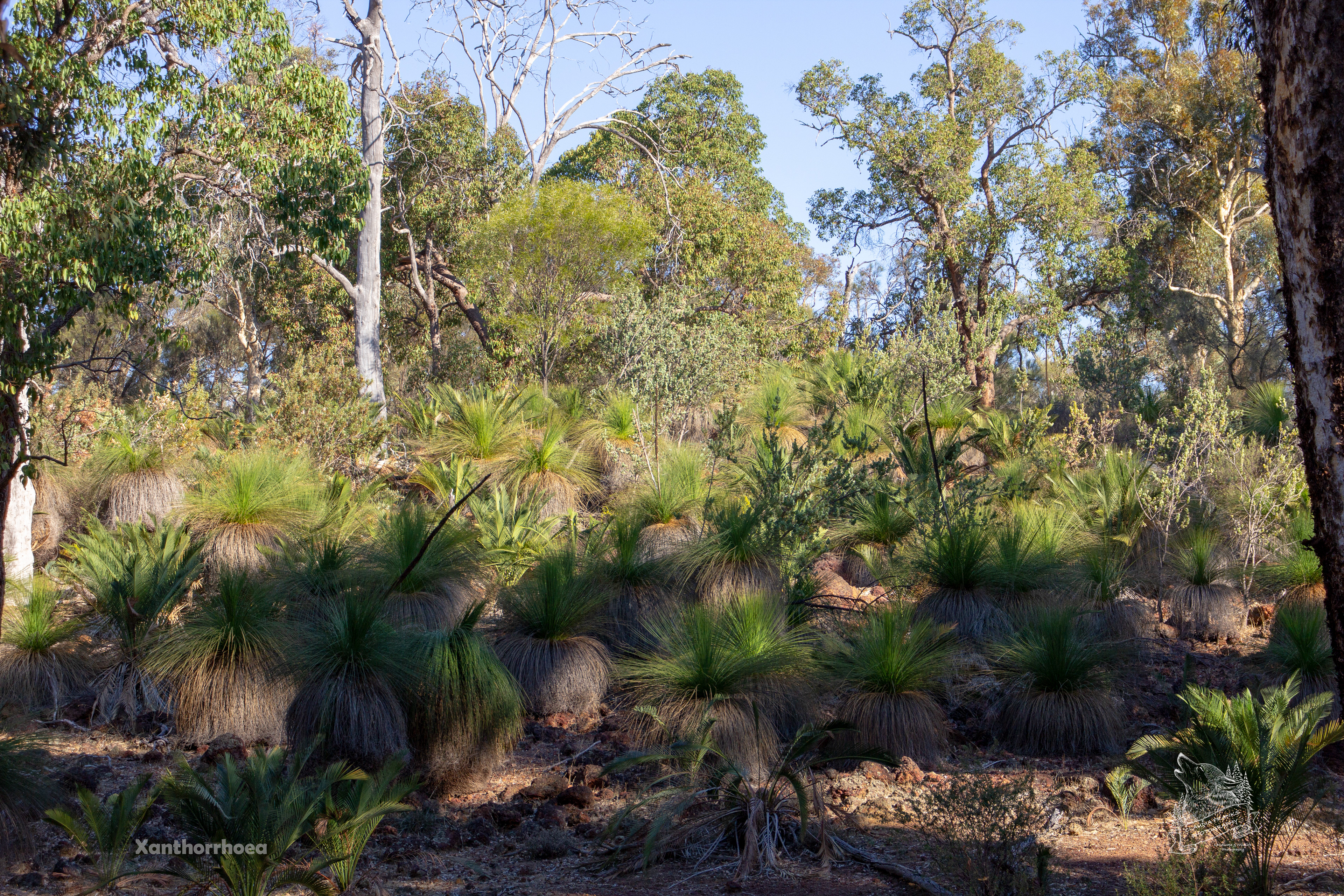 Xanthorrhoea - FO11