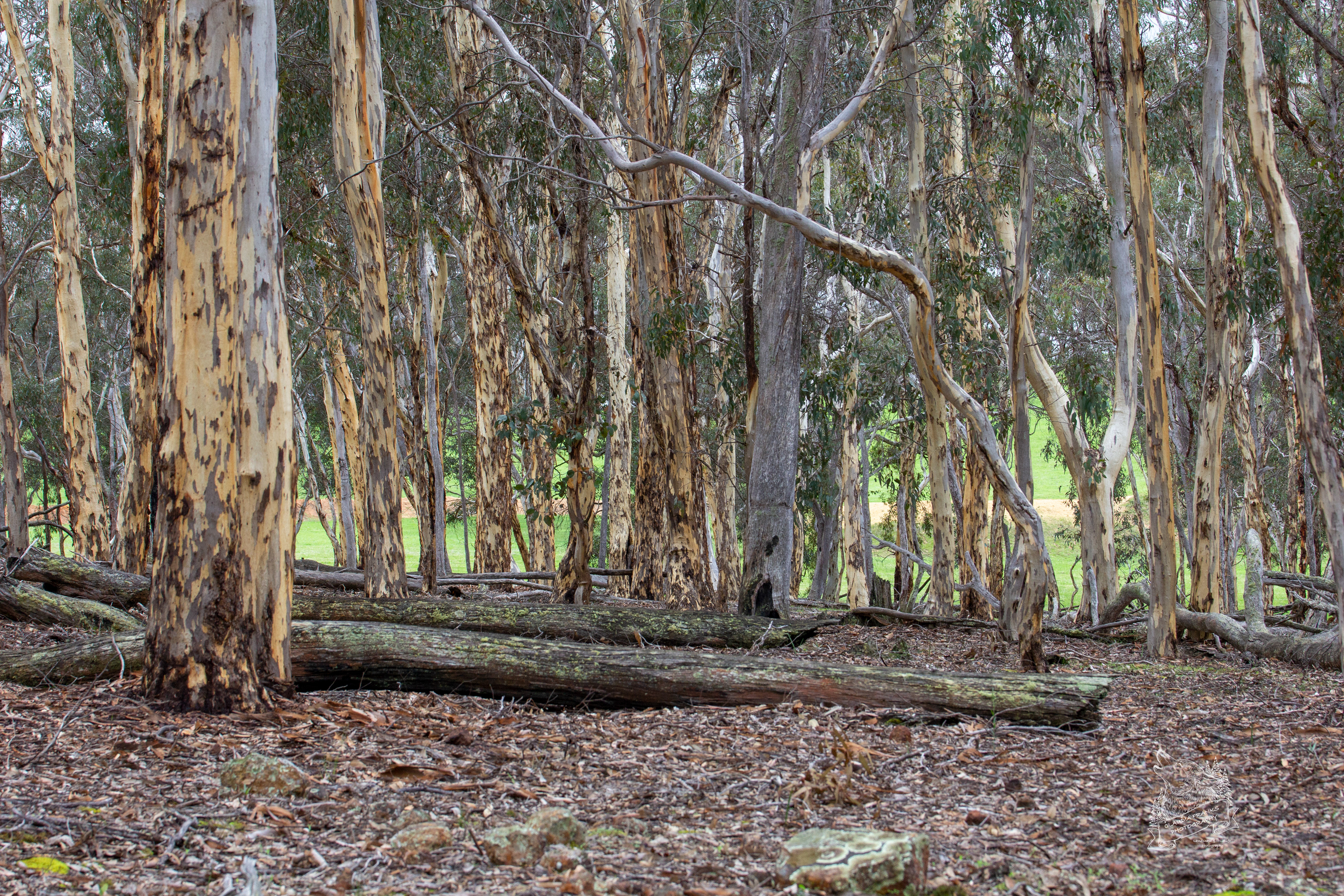 Australian White Gum - FO1