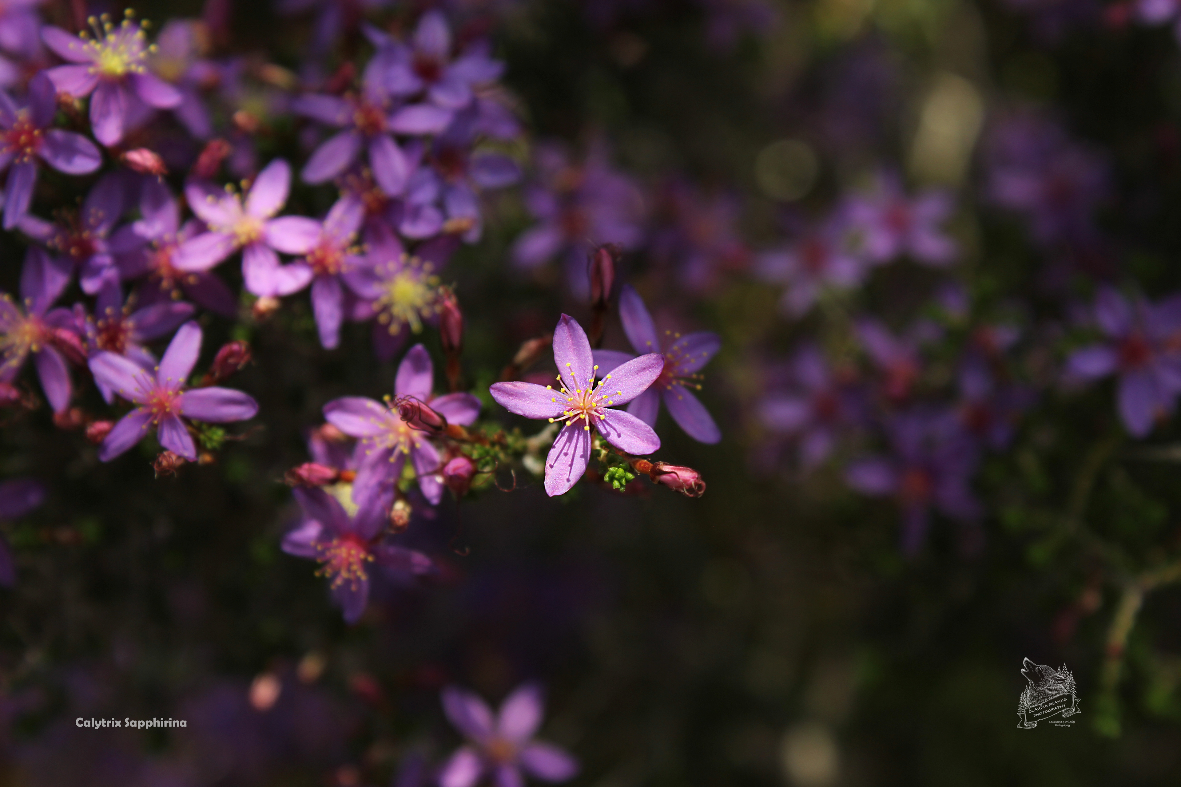 Calytrix Eneabbensis - FL42