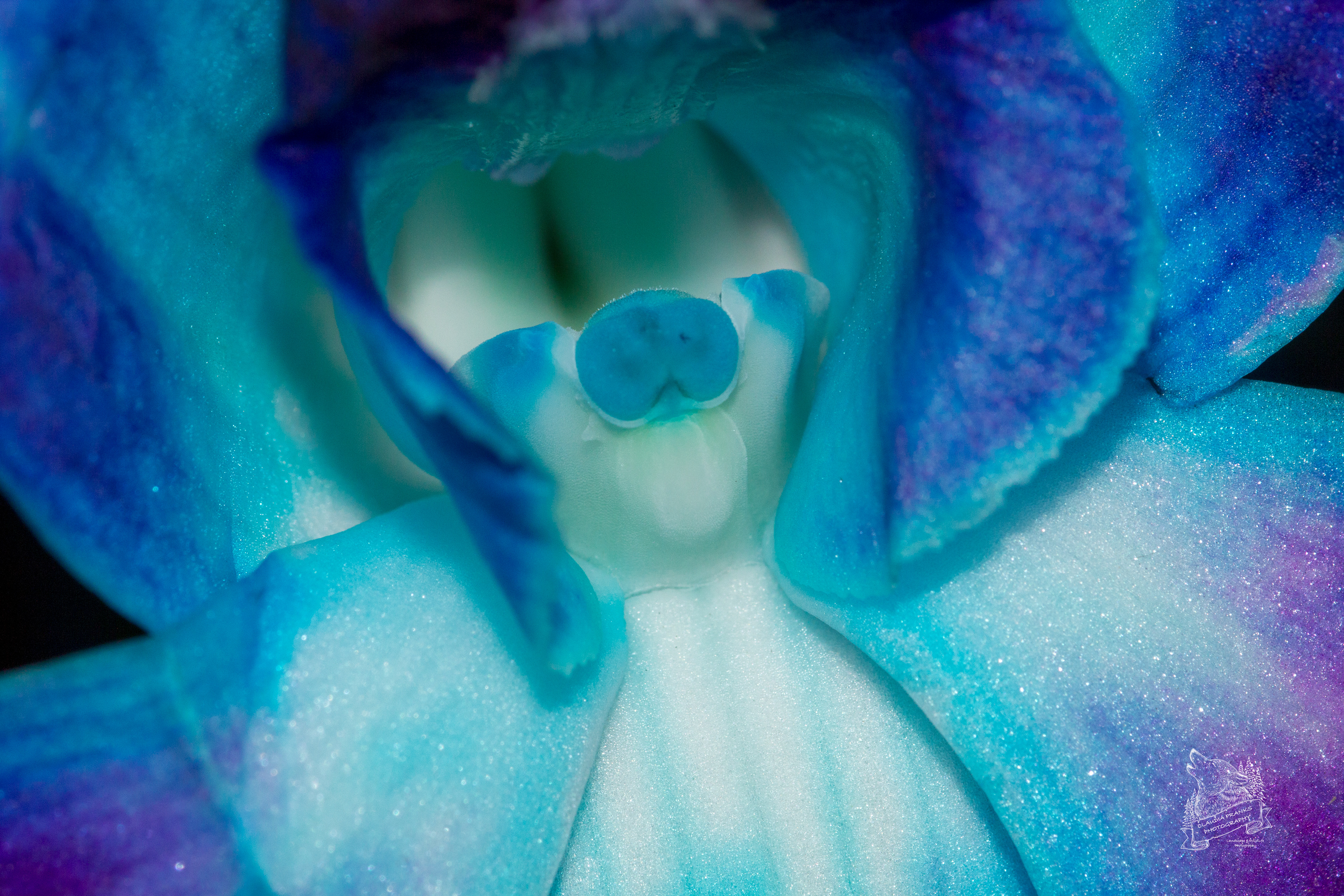 Blue Flower - FL39