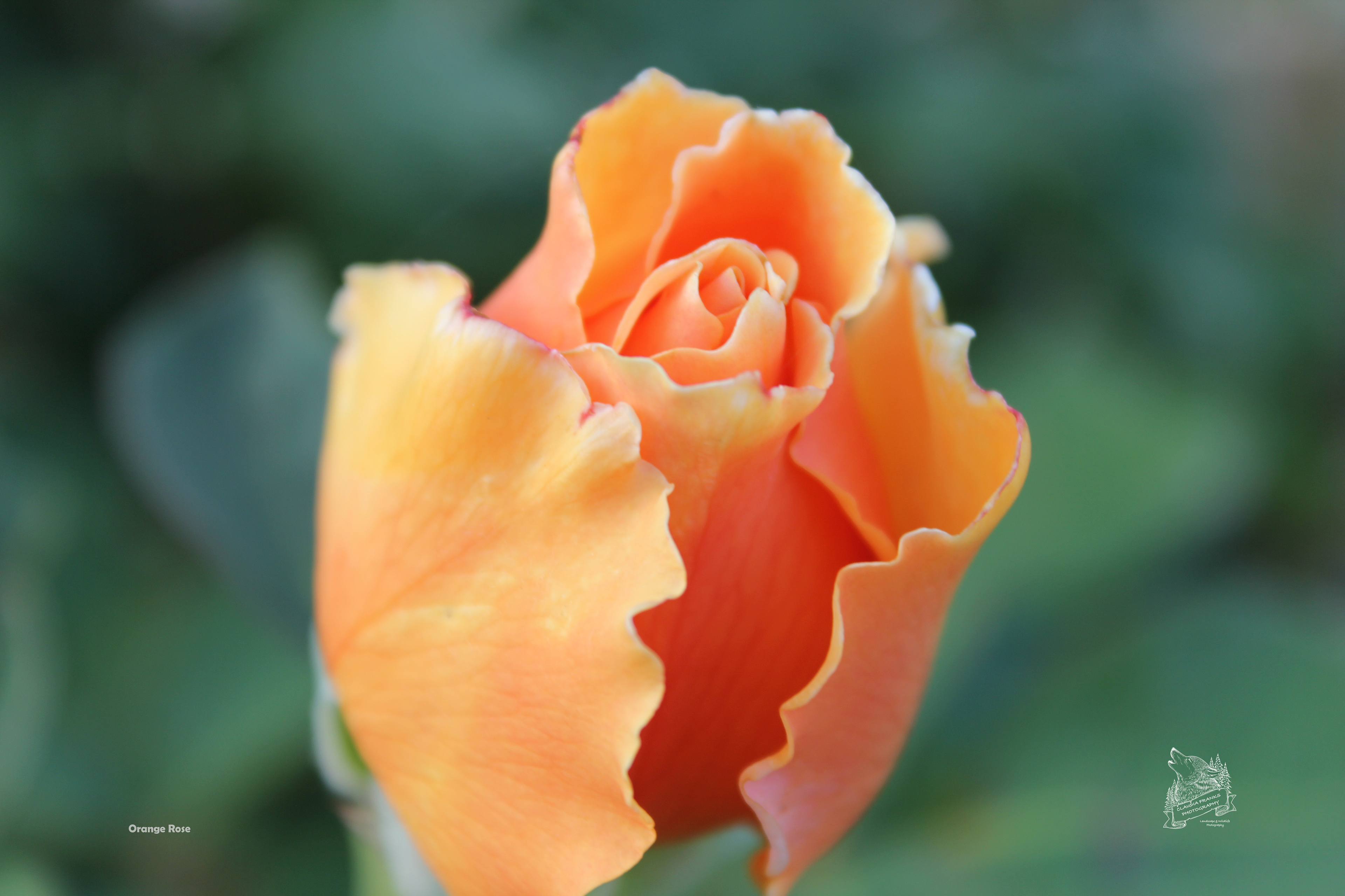 Orange Rose - FL20