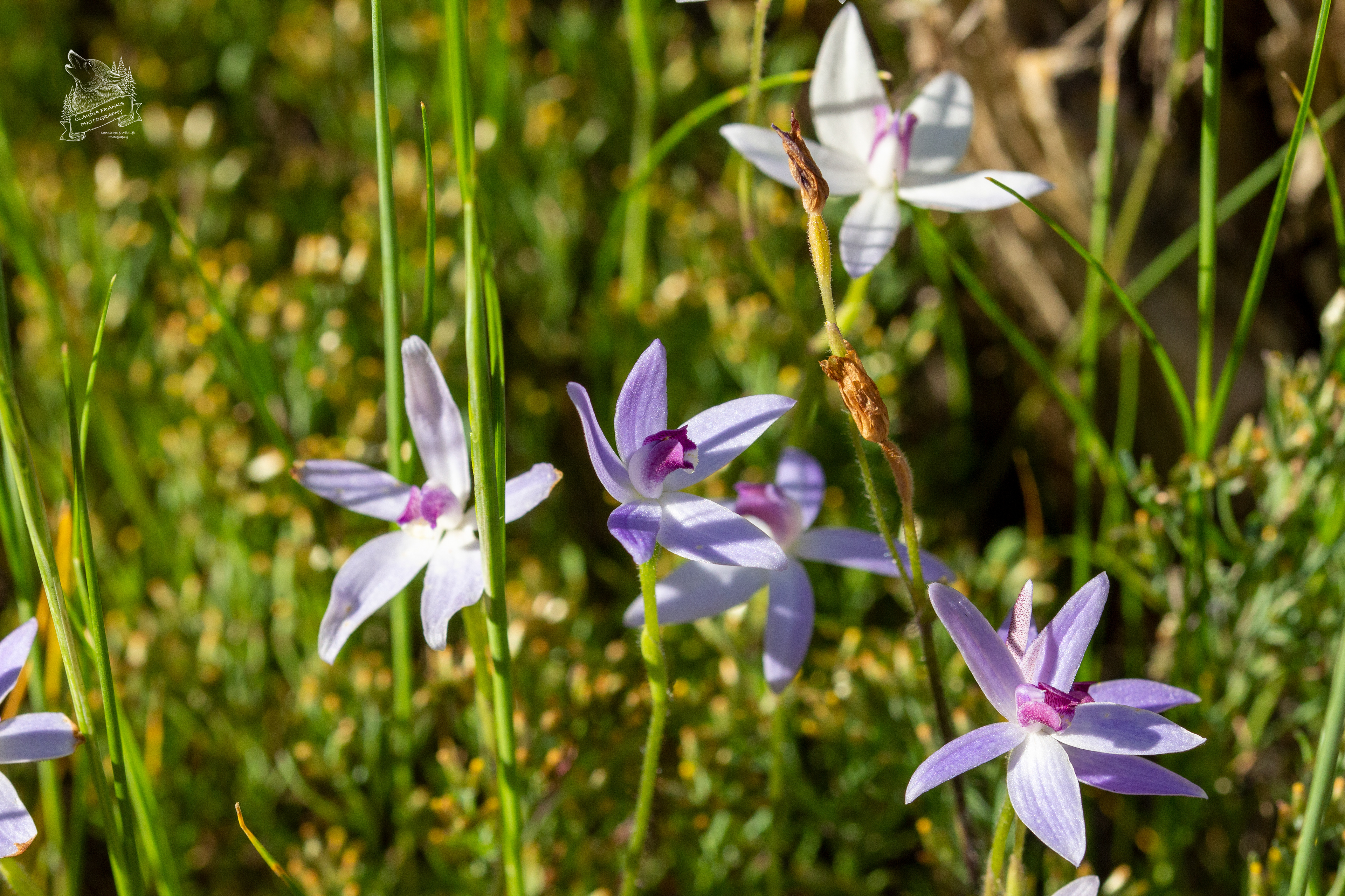 Dainty Blue Orchids - FL55