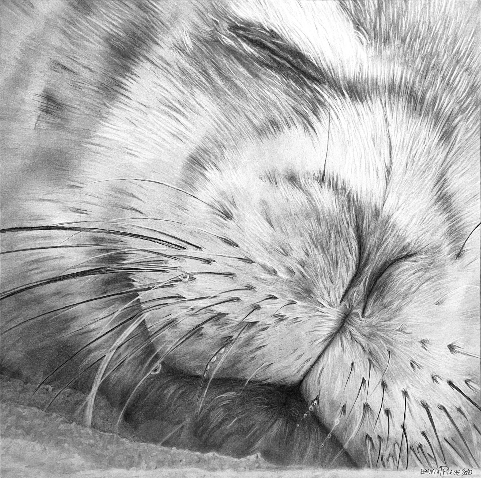 CRABEATER SEAL SNOOZING . graphite