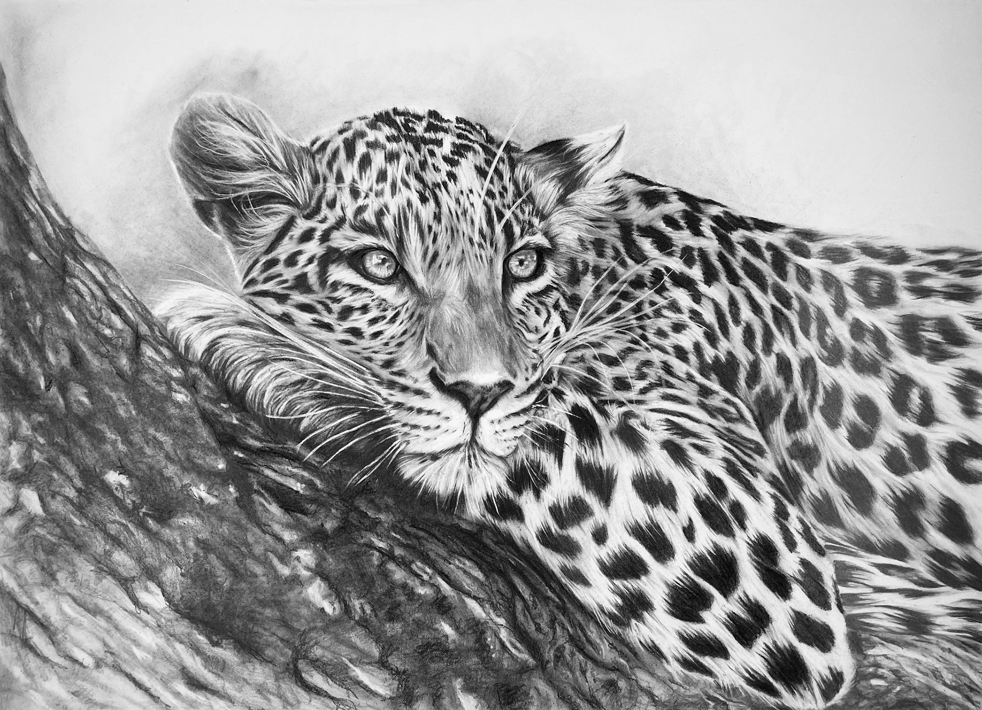 CREATING THE ILLUSION . graphite and charcoal