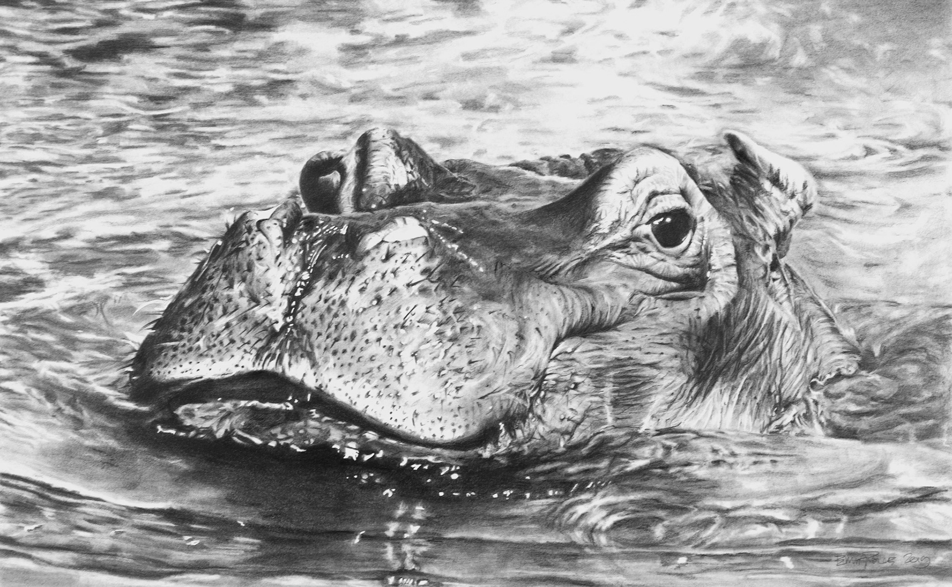 DAYTIME WALLOW . graphite
