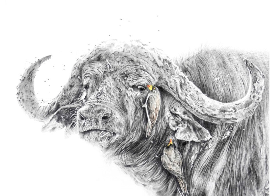 THE DEPENDENTS . graphite and coloured pencil