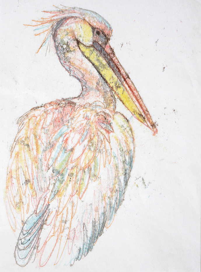 PELICAN STUDY