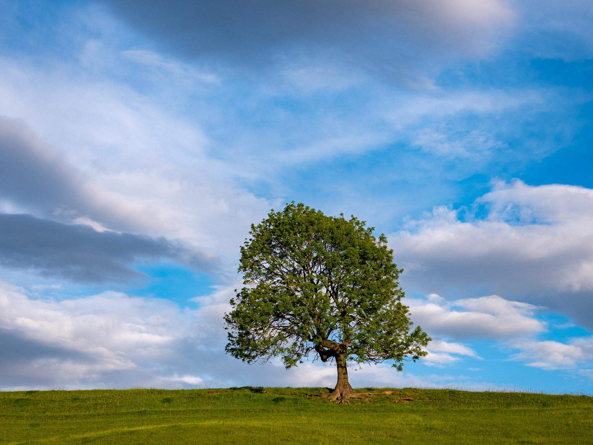 One Tree Hill, Riley Green