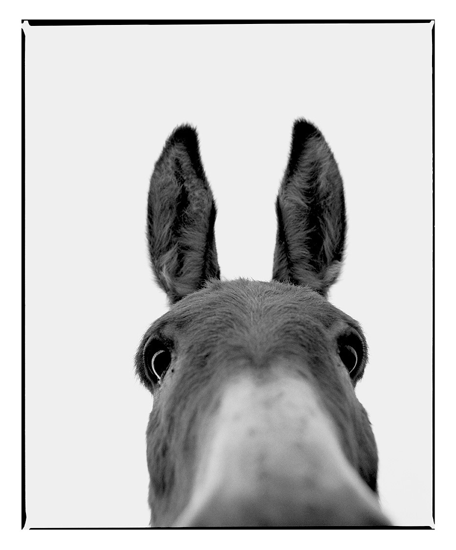 Donkey "Quicky"