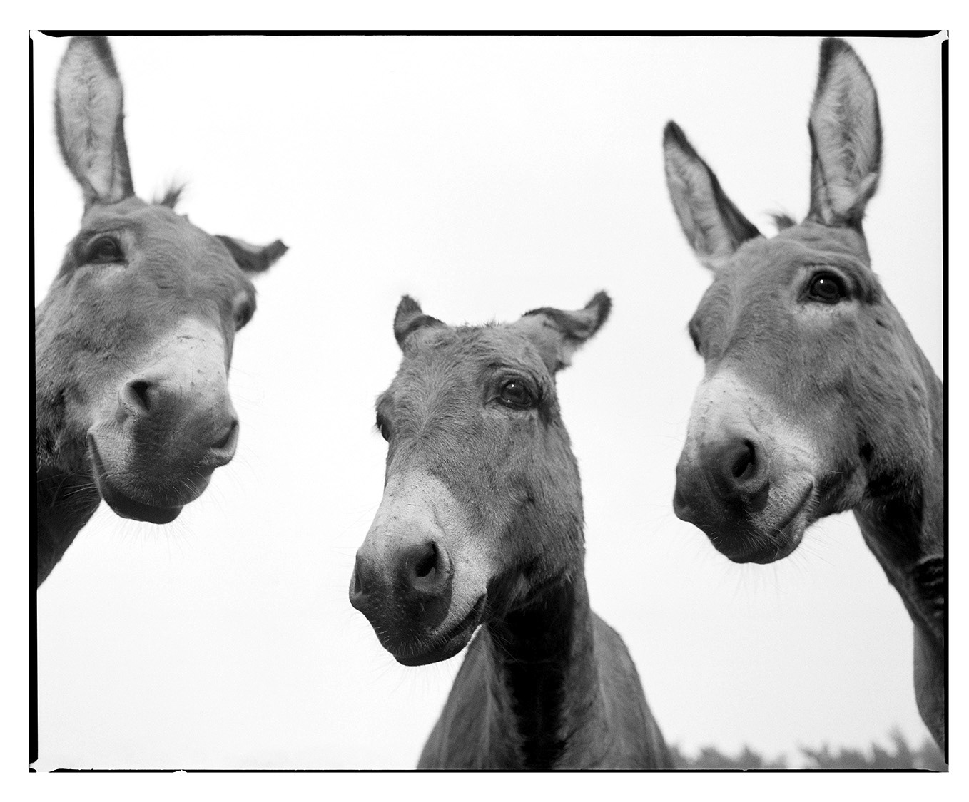 Donkeys "Rasmus, Pablo & Gonzo"