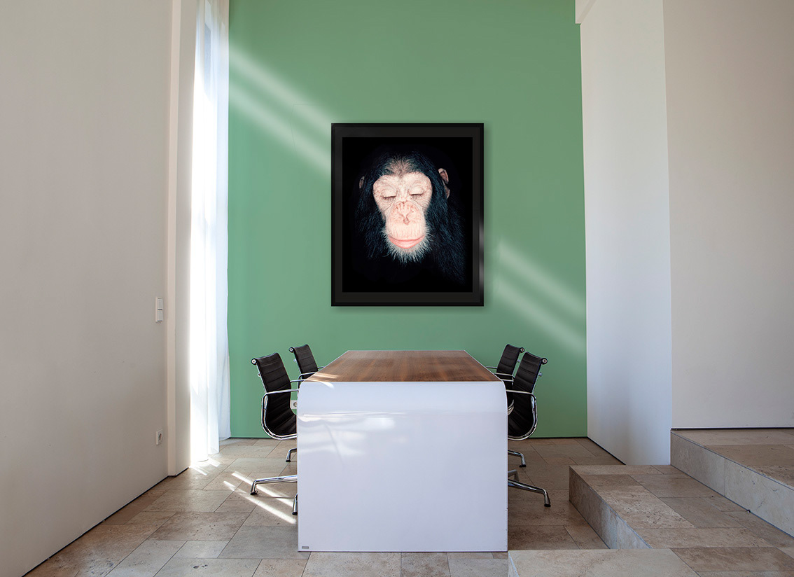 Chimpanzee "Milandu" by Alfred Steffen