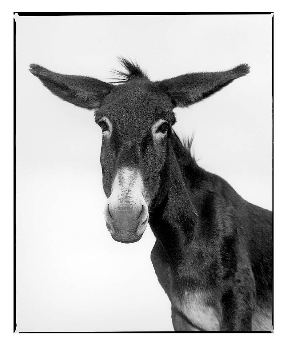 Donkey "Giovanni"