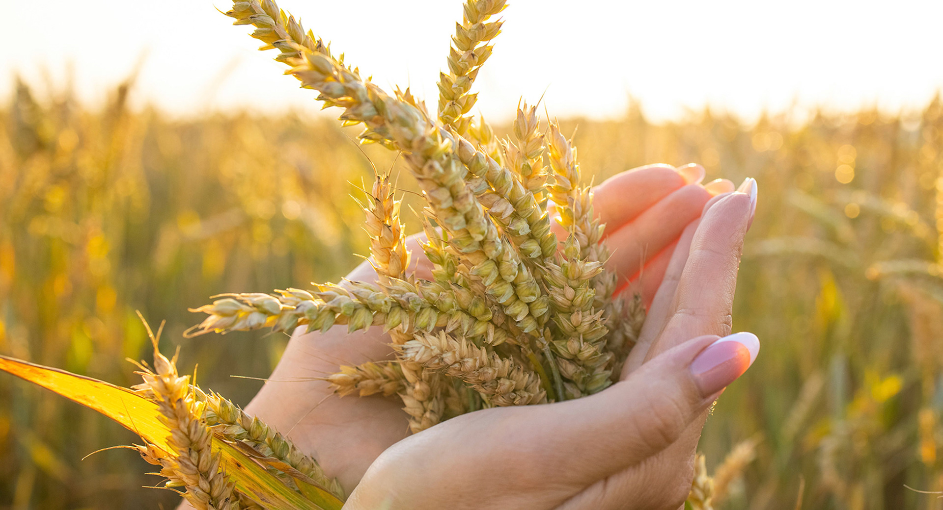 Close-up woman's hands hold ears of wheat, rye in a wheat, rye field. A woman's hand holds ripe ears of cereals on a blurred background of a grain field. The concept of harvesting, food security.; Shutterstock ID 2182880087; NP: social protection
