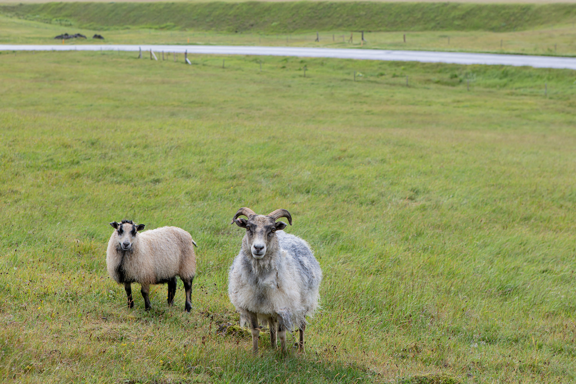 Vestmannaeyjar - Helgafell
