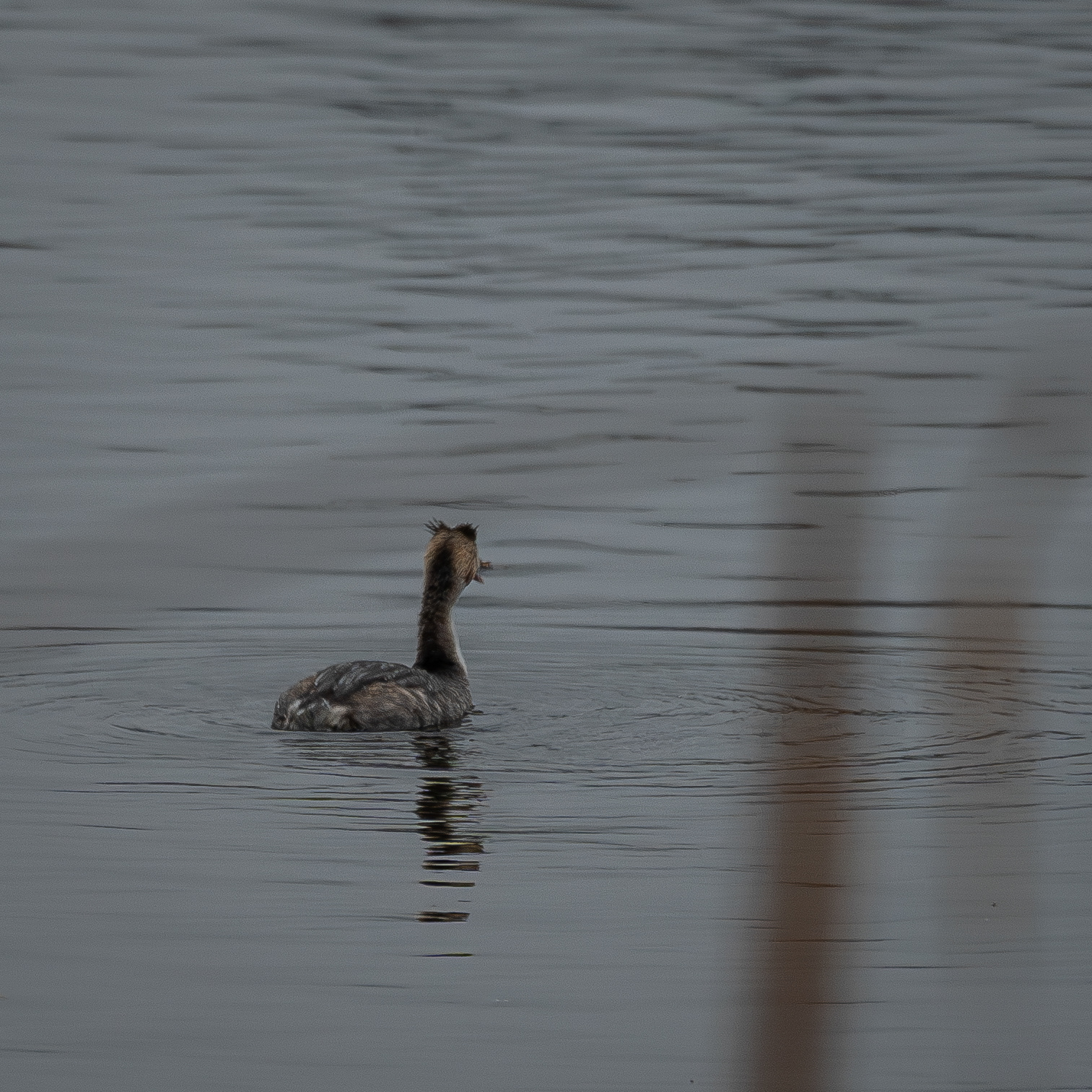 Grebe, Donkmeer Berlare, 25/12/2024