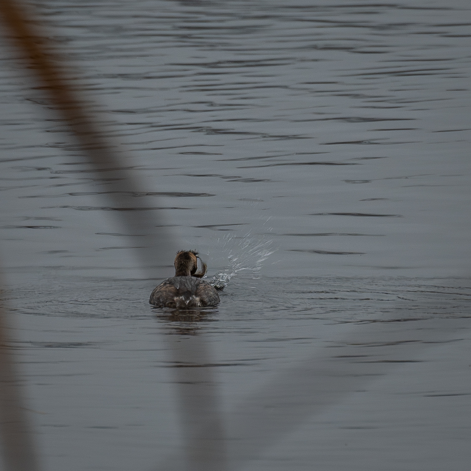 Grebe, Donkmeer Berlare, 25/12/2024