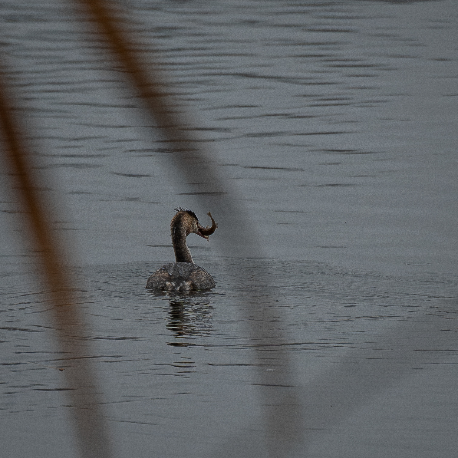 Grebe, Donkmeer Berlare, 25/12/2024