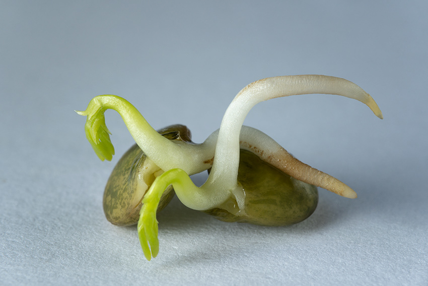 “Untitled” Flavia Casella, 2021 Digital Photography, 50 x 33 cm
