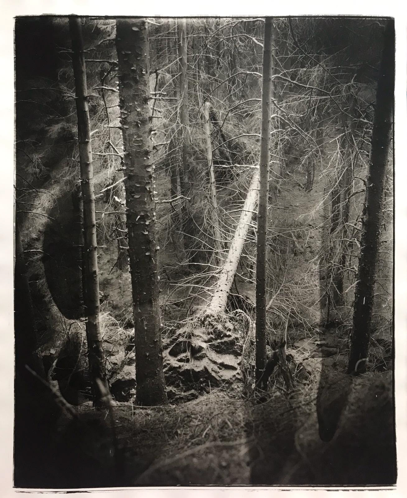 ‘Fallen Tree’ from series DARK PEAK, Nikki Culley, Photograph, hand printed on semi matt fiber paper, 2020 FALLEN TREE from series DARK PEAK Hand Printed Photograph In lockdown my photography project plans were wiped. I was forced to look for inspiration close to home to continue my practice and stay creative, so I went into the dark peak, deep into the ravines in the snake woodlands. These woodlands are so thick that the air is cold and doesn’t move - even on a hot day. It’s like time stands still in there and the trees are so incredibly tall and magnificent and also so ravaged by the rawness of the climate and the harsh winters they endure. The vast expanse of time at home in the pandemic left lots of space for experiments in the dark room and this was my favourite hand print from the images I made during that time. (This is the best quality digital version of the print I can make. The original print is 16” x 20”) www.nikkiculley.com @nikkiculleyphoto