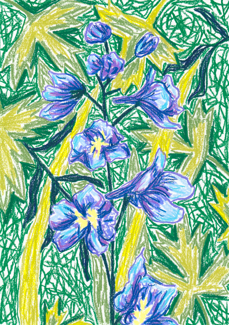 “Blue Larkspur” Natalie Jane, Wax pastel, 2025 “Encouraged by the Blue Larkspurs growing in my parents garden, I felt completed to illustrate one in all its glory. This particular bunch had been blown left, right and centre in the strong Northern winds, resulting in a loss of flowers. Not to fear, she still remains as strong as ever!” Website: https://www.nataliejanestudios.com/ Instagram: https://www.instagram.com/nataliejanestudios/