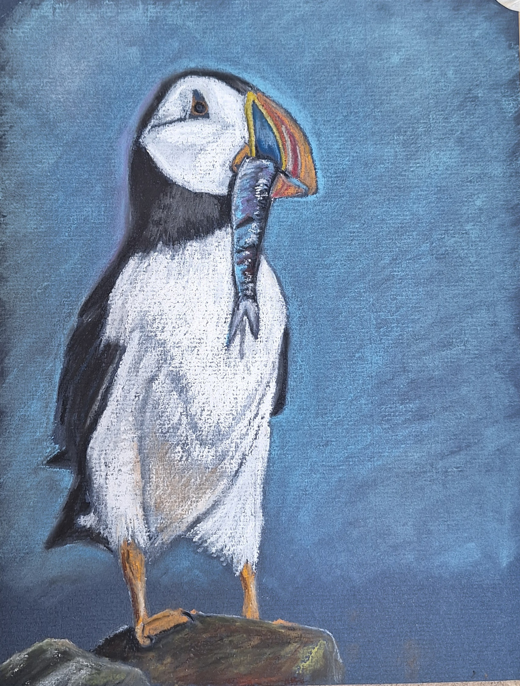 “Catch of the Day” Tracey Lemon, pastel, 2026 “Puffin pastel drawing using Rembrandt pastels and Faber castell pastel pencils on ingres pastel paper size 30cm x 23cm” artistsandillustrators.co.uk