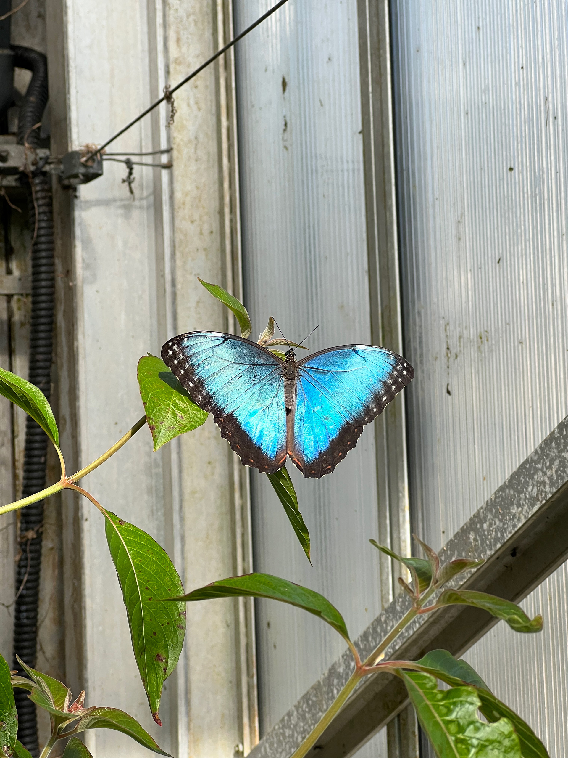 Blue Morpho