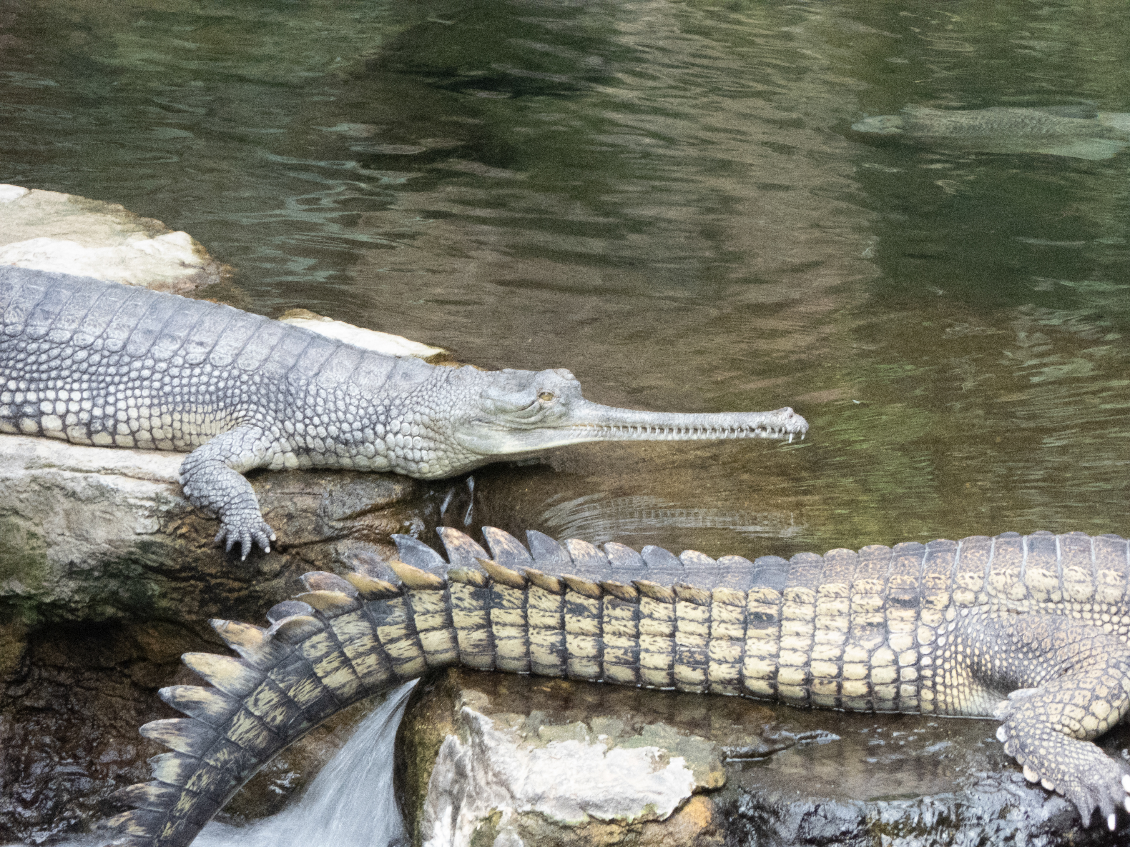Gharials (650 left in the wild)