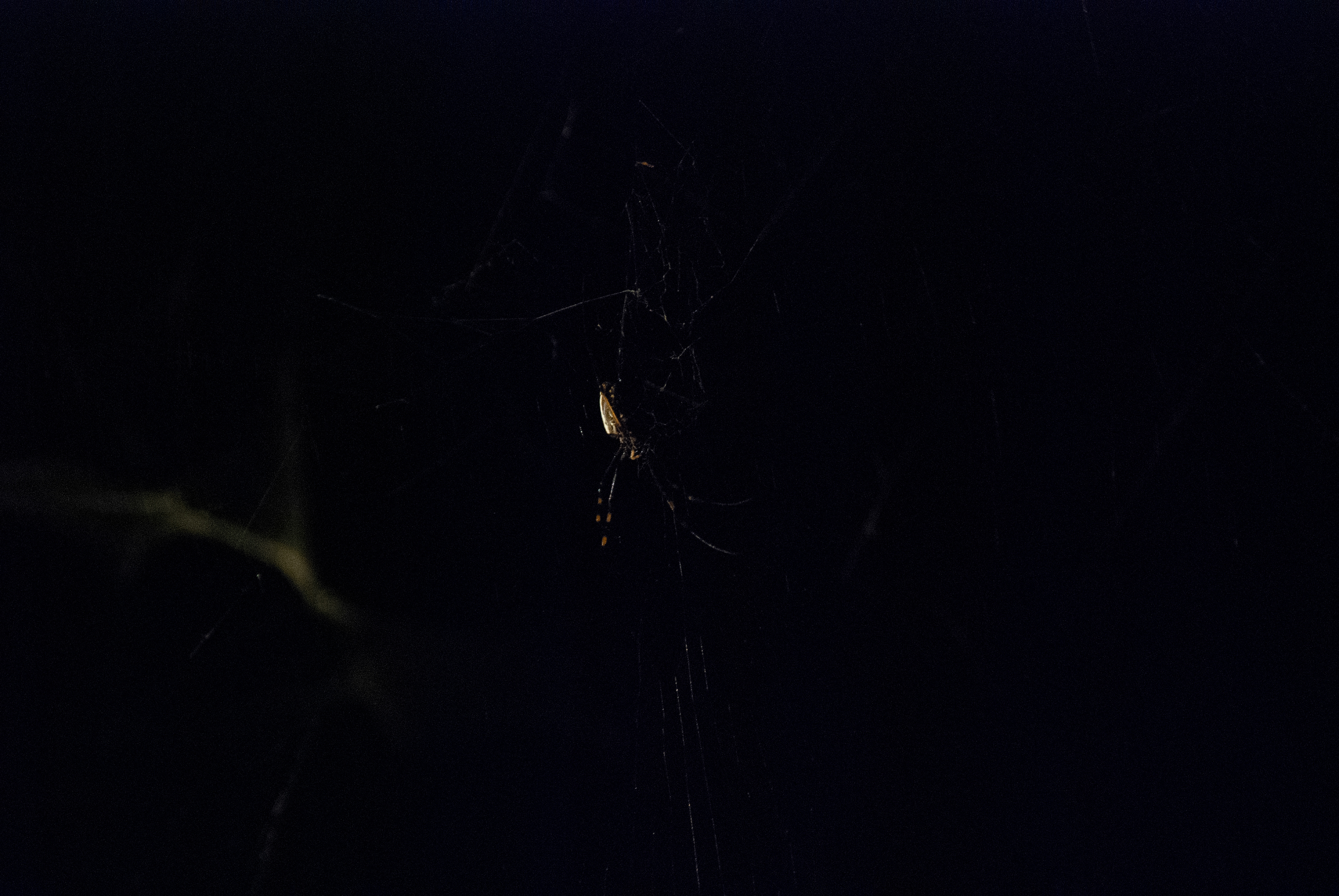 Golden Silk Orb-Weaver Spider, 2018