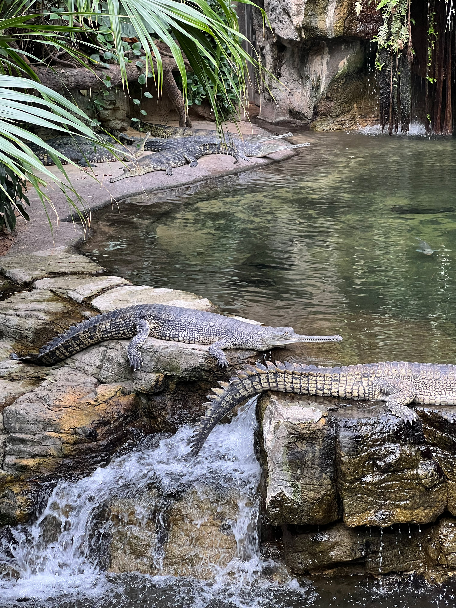 Bronx Zoo, 2022