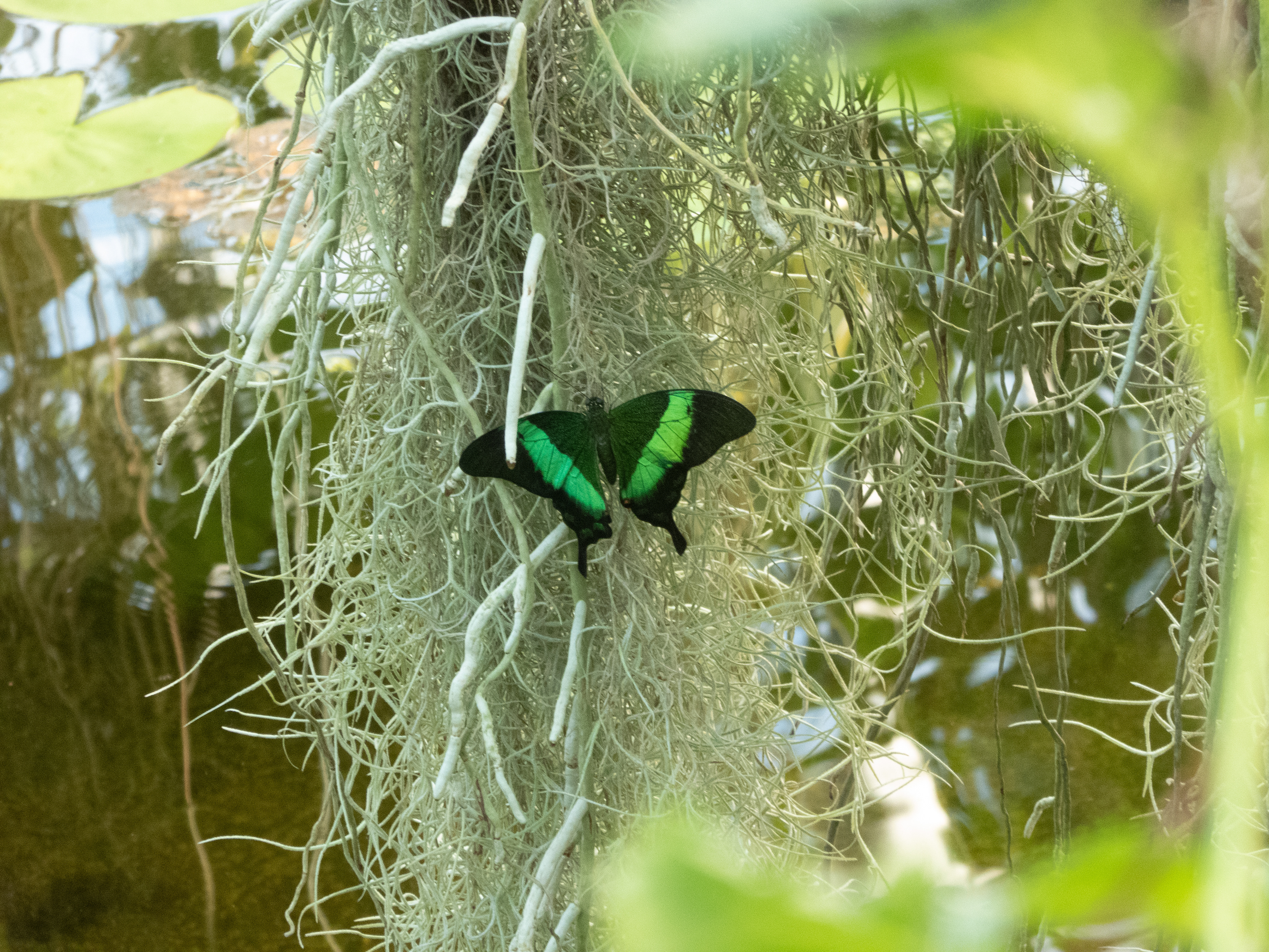 Emerald Swallowtail