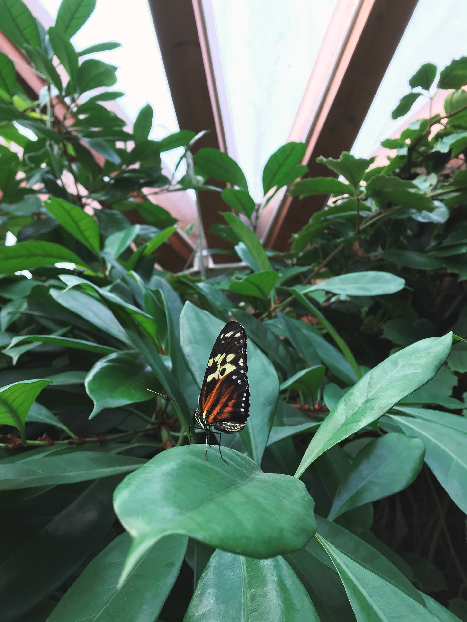 Butterfly House, 2019
