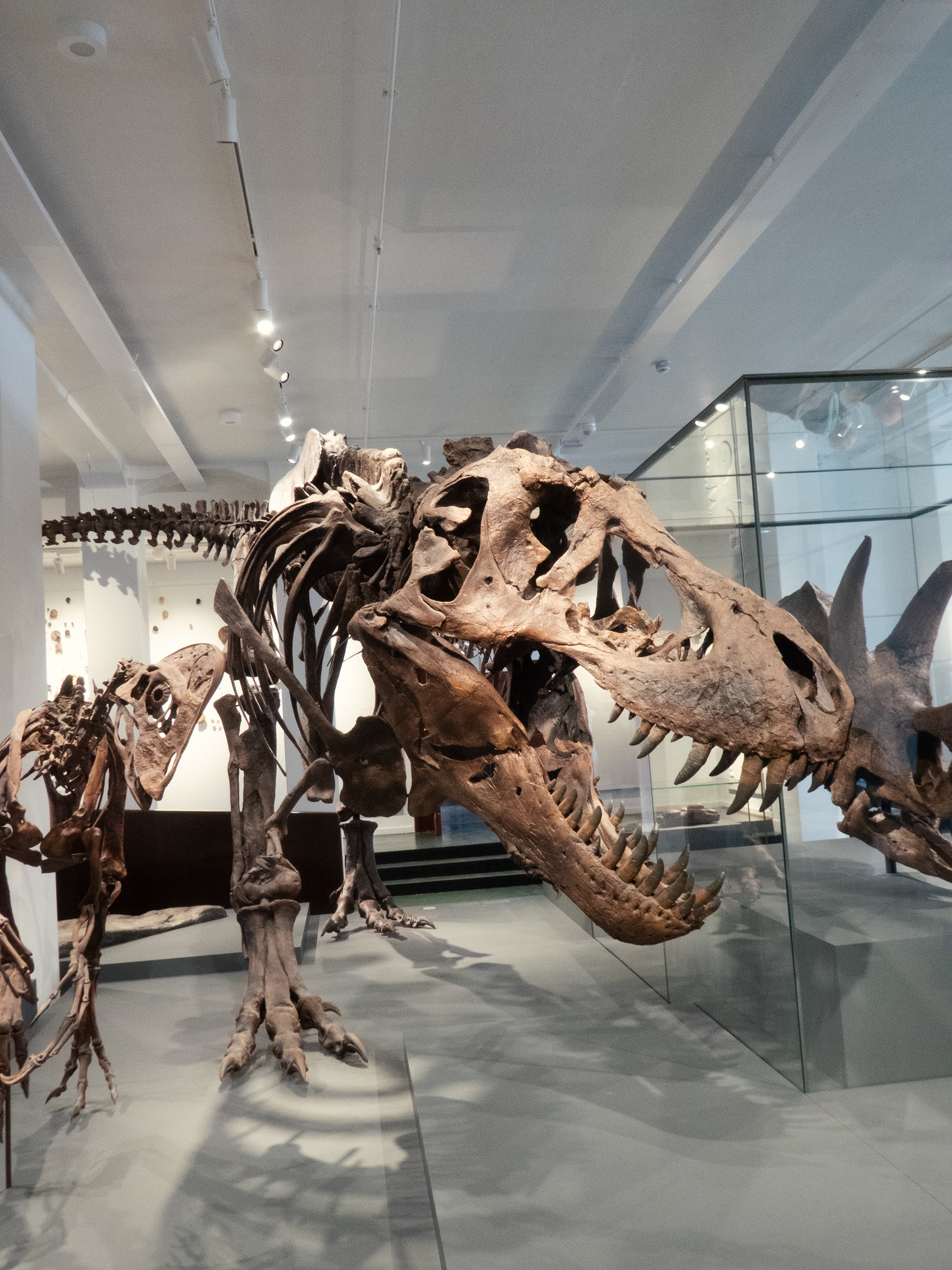 Naturhistorisk Museum