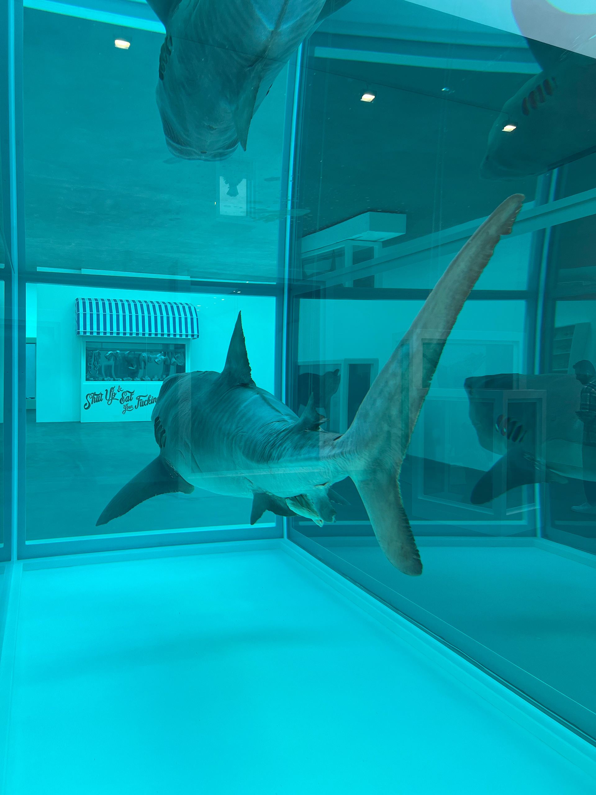 Great White Shark
