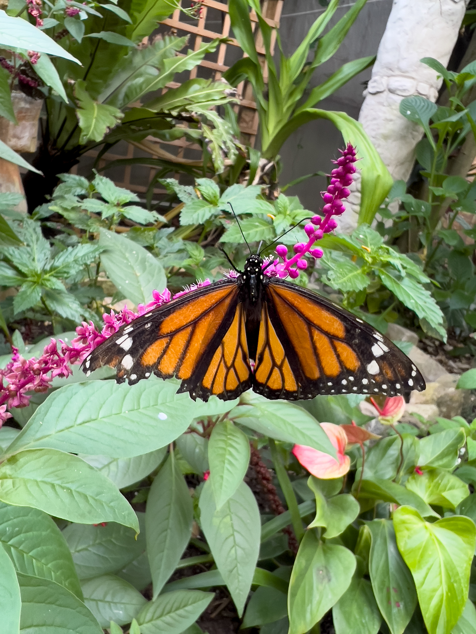 Monarch