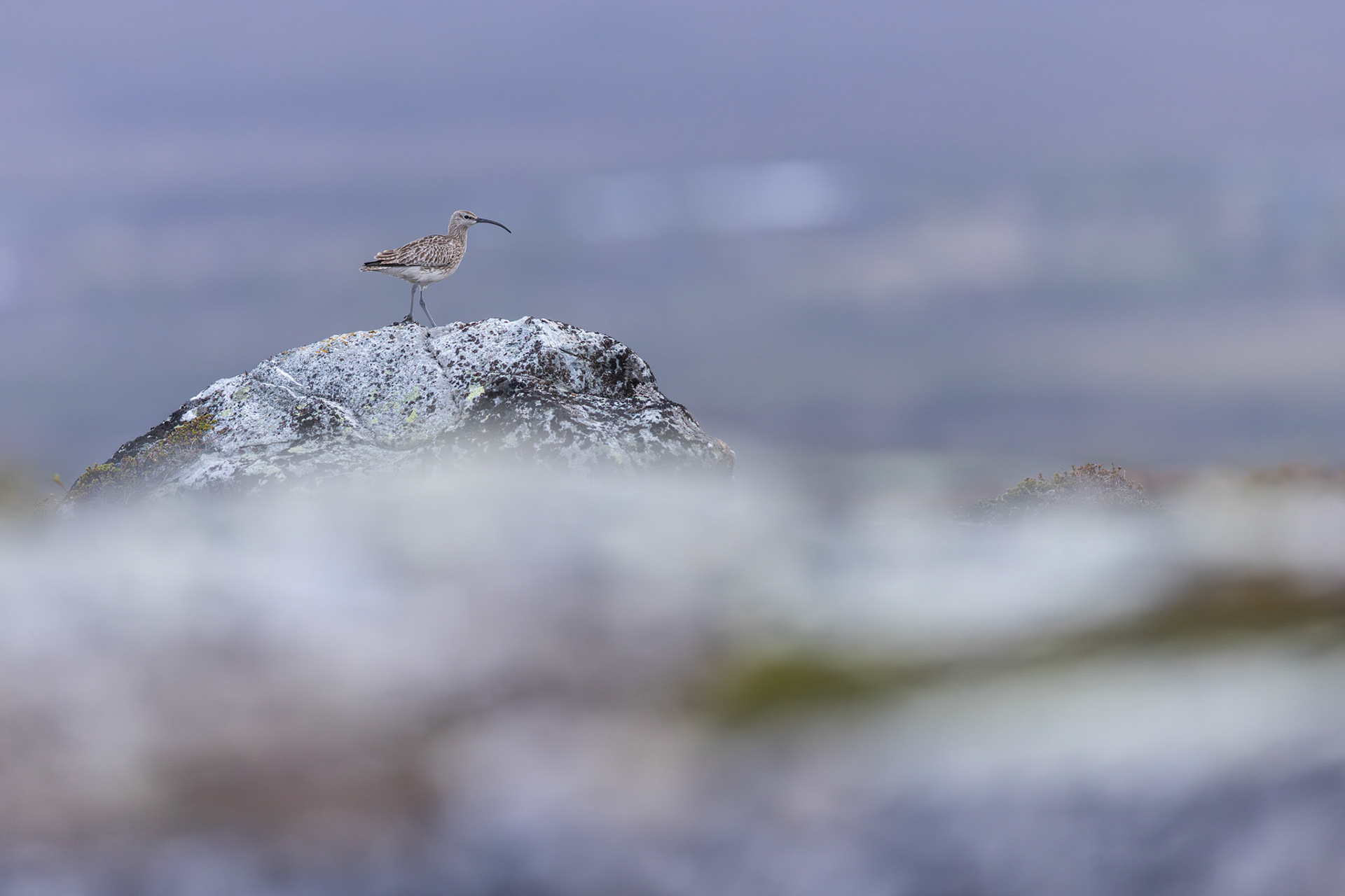 Whimbrel