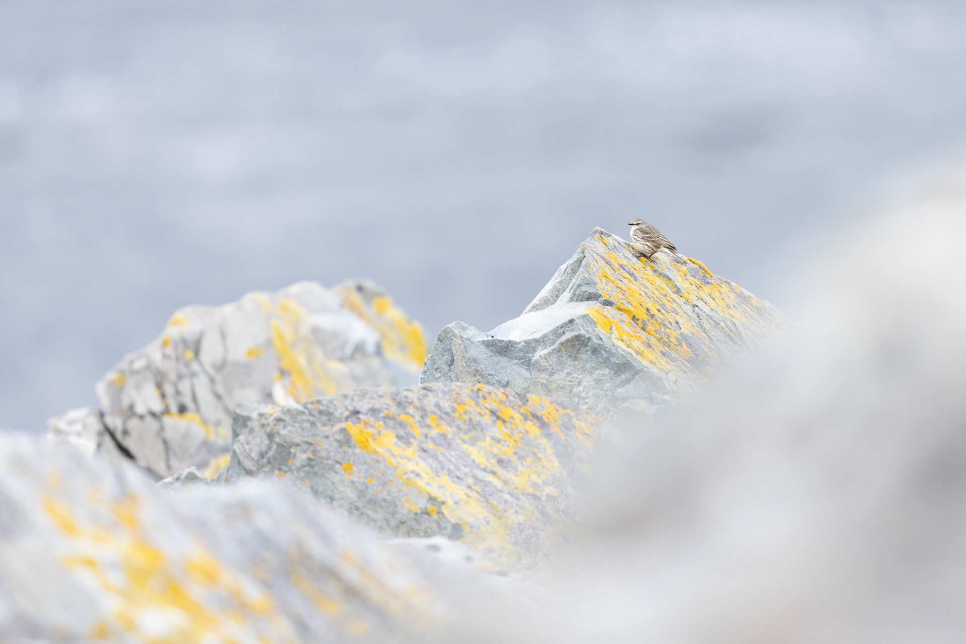 Pipit