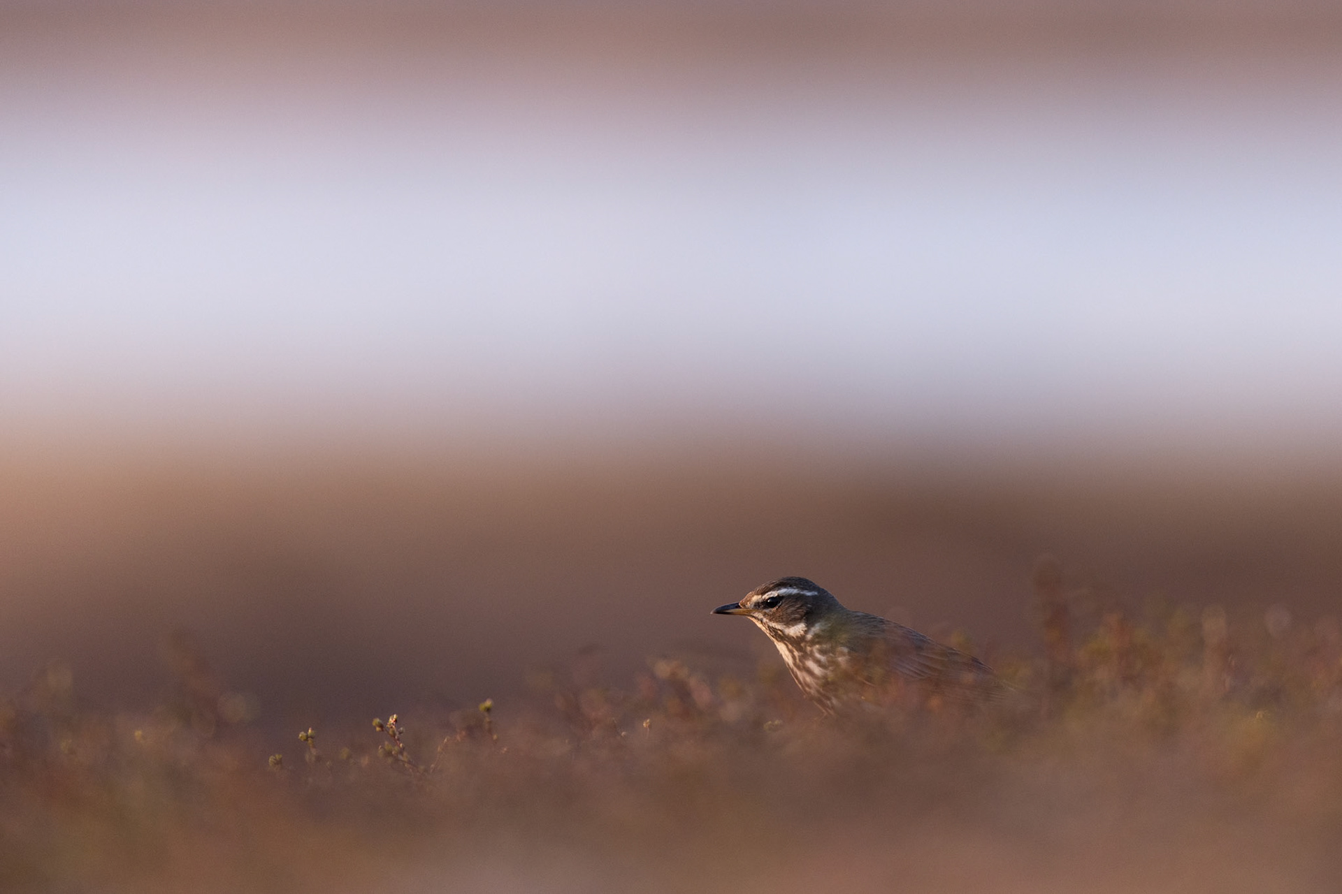 Redwing