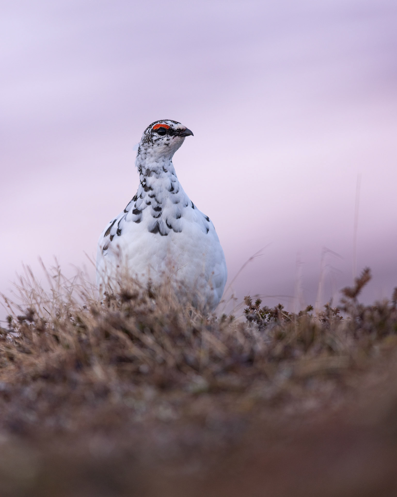 Rock ptarmigan