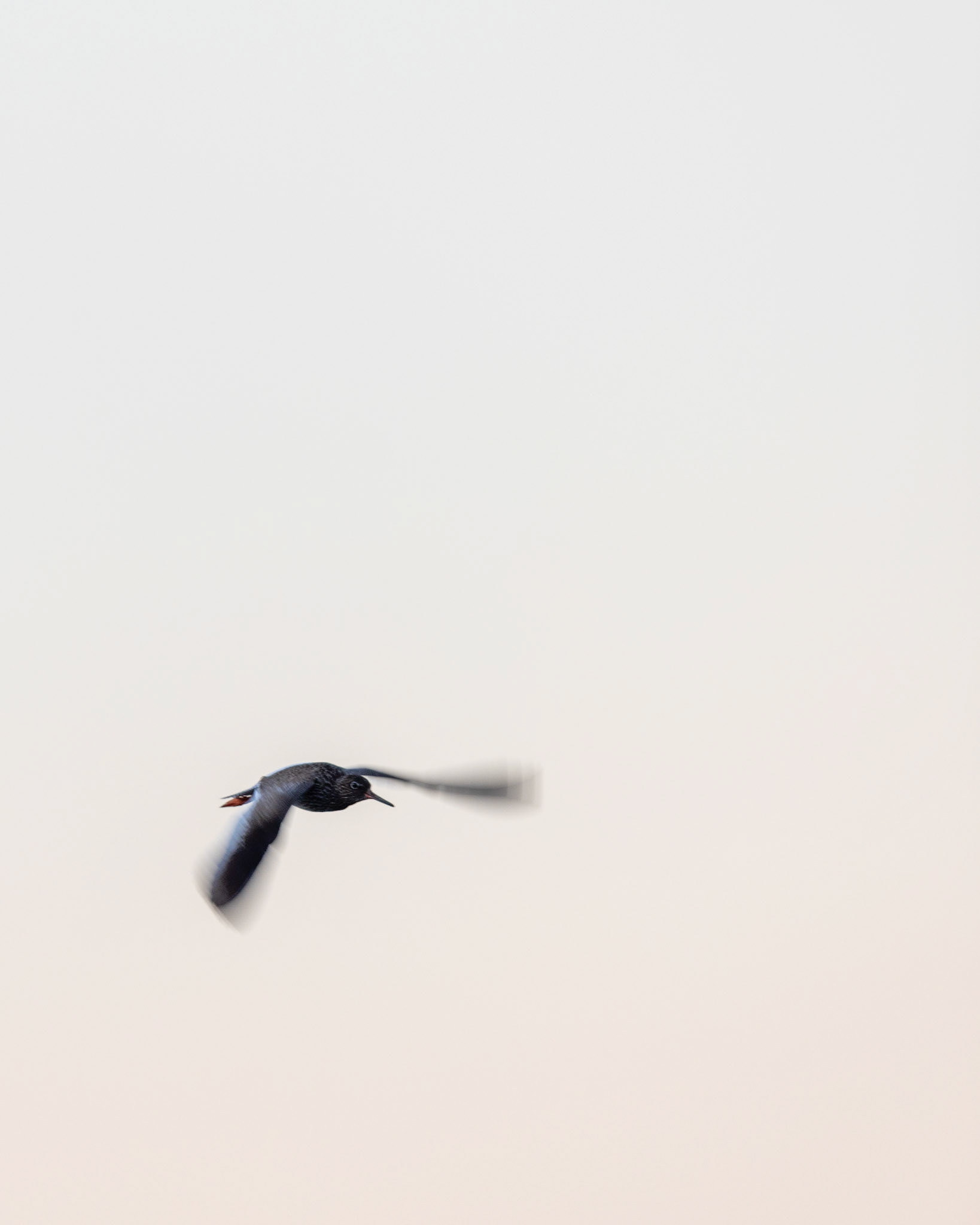 Common redshank