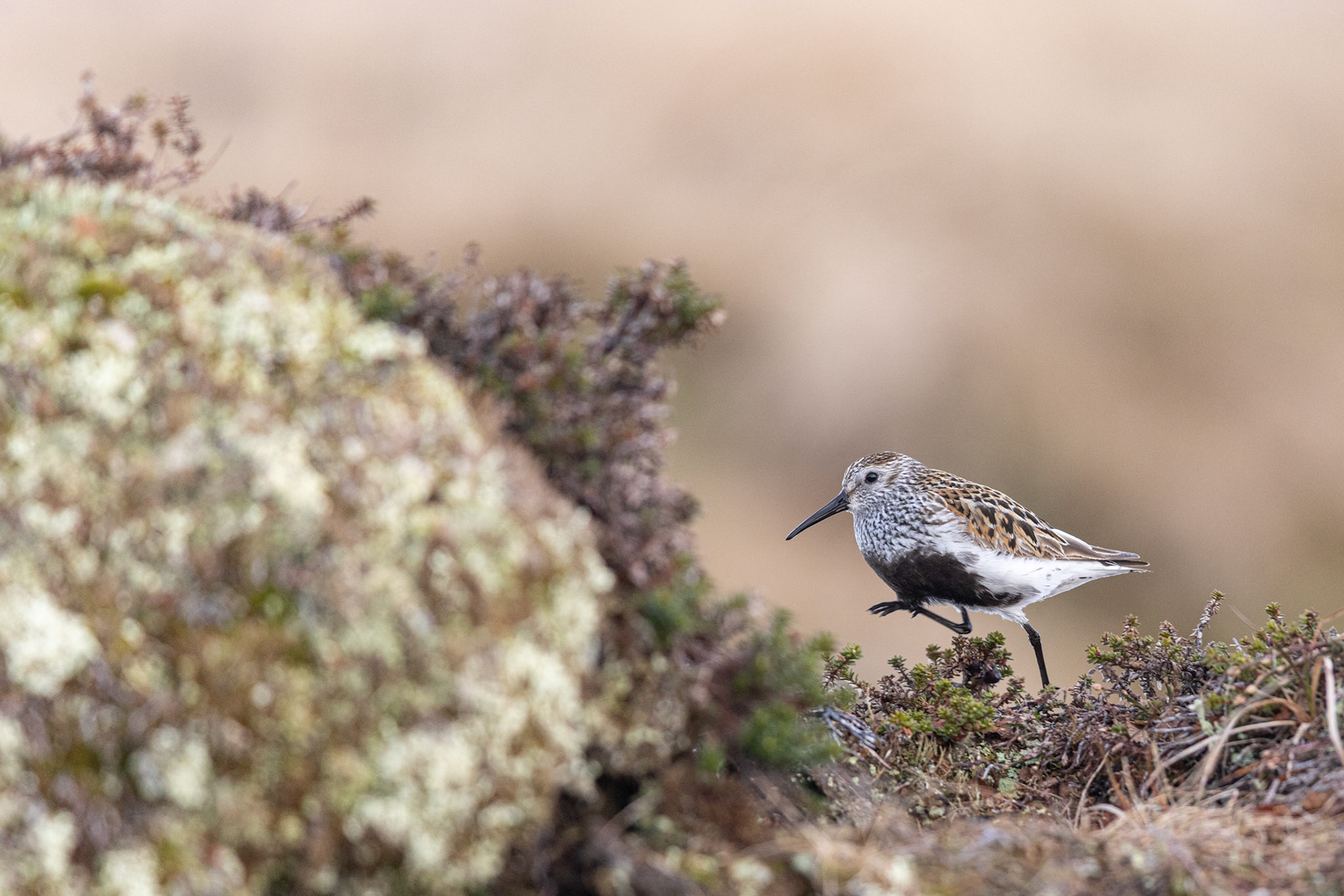 Dunlin