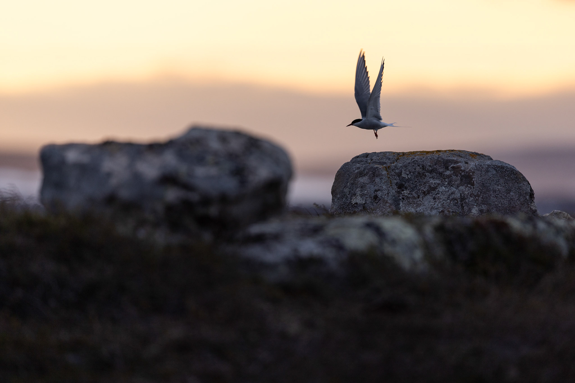 Arctic tern