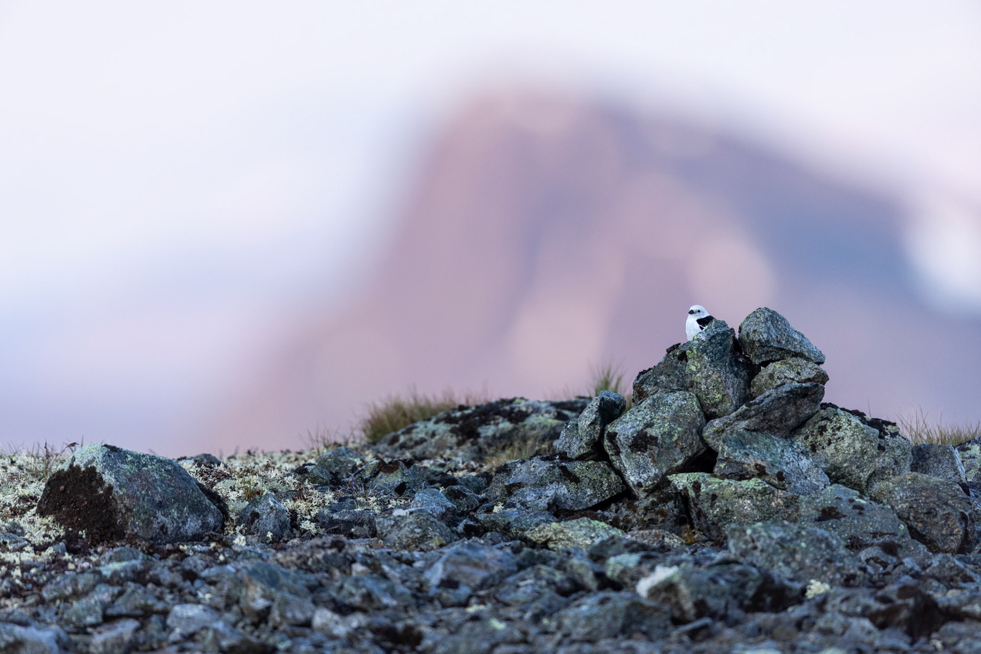Snow bunting