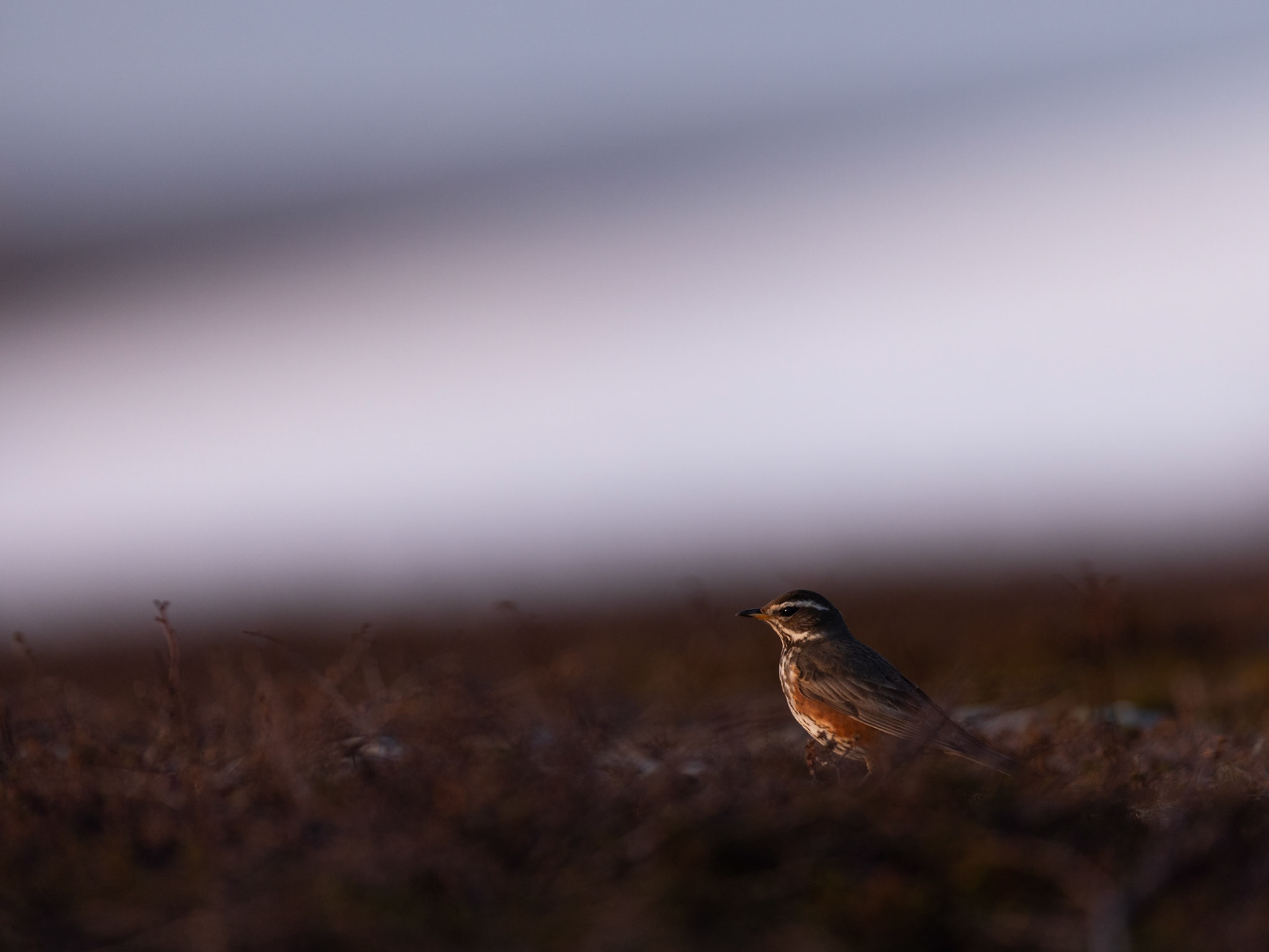 Redwing