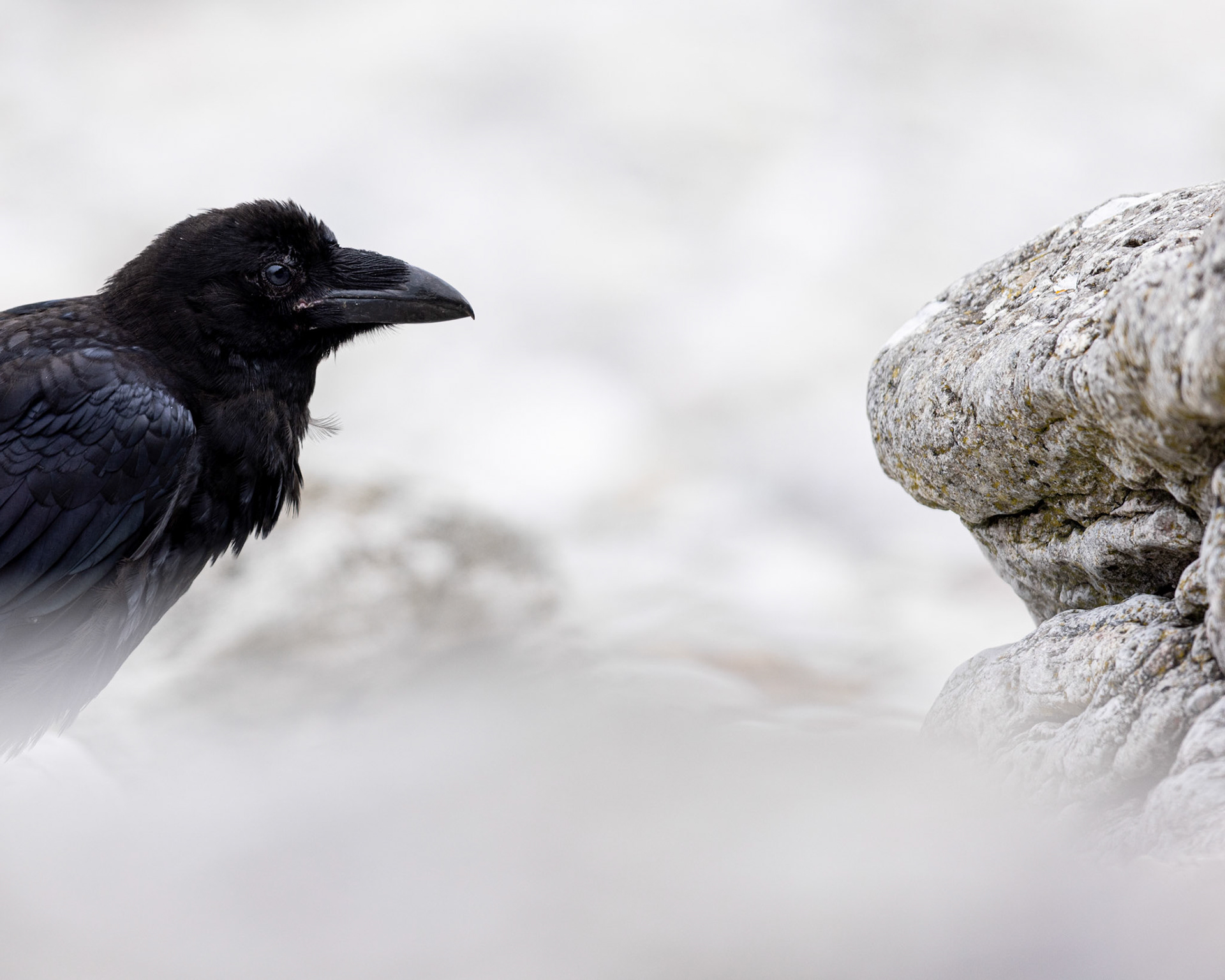 Raven