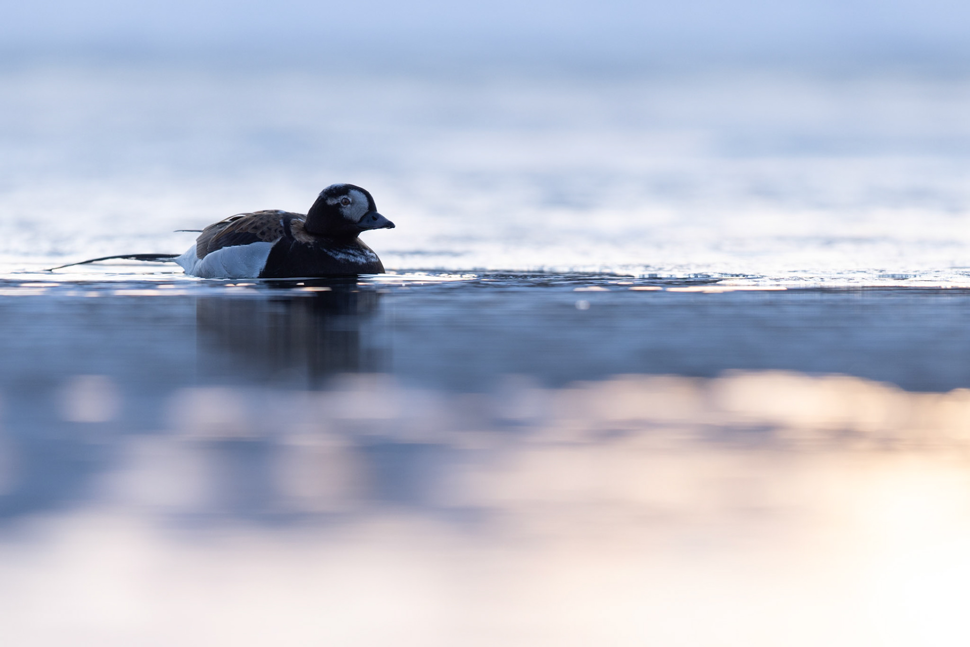 Long-tailed duck
